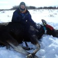 Moose Capture, 2012.jpg